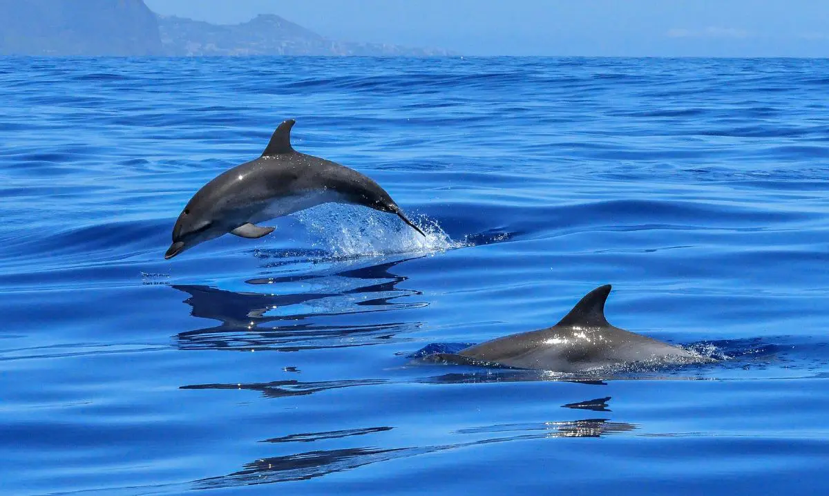Excursion dauphins